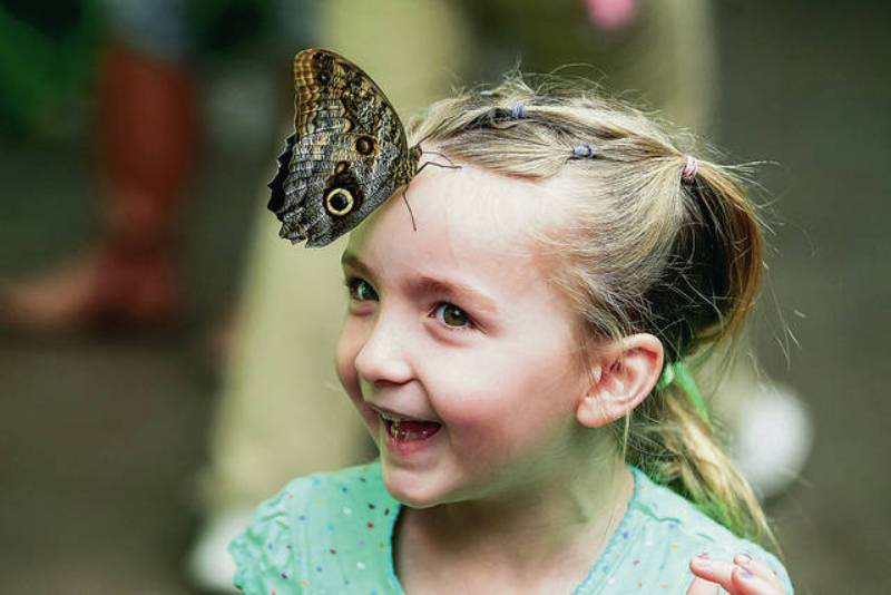 Số Đề Con Bướm – Giải Mã Con Số May Mắn Trong Lô Đề 4 Bướm bay vào người