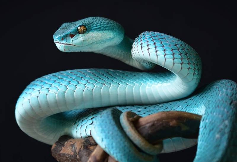 Ý Nghĩa Số Đề Con Rắn, Cách Chơi Chuẩn Từ Dân Lô 2 Số Đề Con Rắn Là Gì?